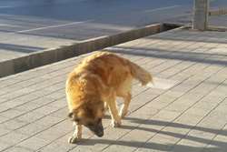 تشکیل کمیته ساماندهی سگهای بلاصاحب در نیشابور